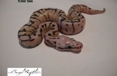Killer bee.jpg