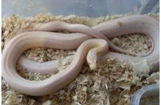 Kornnattern Snow Striped