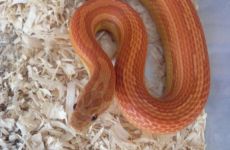 Wildfarbend motley x stripe