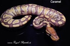 Caramel.jpg
