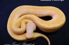 Banana Pinstripe 1.jpg