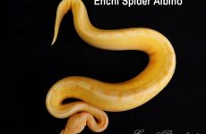 Enchi_Spider_Albino.JPG