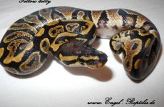 Yellow belly 2.jpg