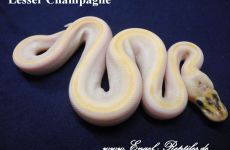 Lesser Champagne.jpg