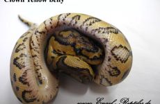 Clown Yellow belly.jpg