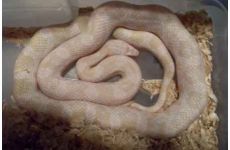 Kornnatter Bubblegum