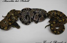 axanthic het.piebald.jpg