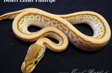 Desert Lesser Pinstripe.jpg