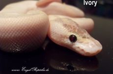 Ivory.jpg