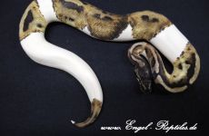 RECO_Anerythristic_Piebald2.jpg