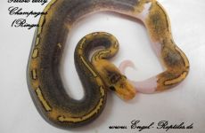 Yellow belly Champagne.jpg